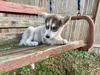 Girl 1, a female Siberian Husky for sale in Malta, IL – 3 of 3