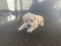 Girl 1, a female Bichpoo and Poochon for sale in Malta, IL – Photo 2 of 4
