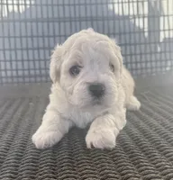 Girl 1, a female Bichpoo and Poochon for sale in Malta, IL – Photo 1 of 4