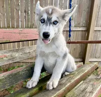 Girl 2, a female Siberian Husky for sale in Malta, IL – 2 of 3