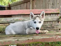 Girl 4, a female Siberian Husky for sale in Malta, IL – 3 of 3