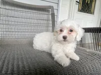 Girl 3, a female Maltipoo for sale in Malta, IL – 3 of 5