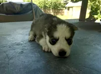 Girl 4, a female Siberian Husky for sale in Malta, IL – 2 of 4