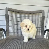 Girl 1, a female Bichpoo and Poochon for sale in Malta, IL – 2 of 4