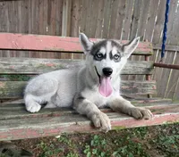 Boy 4, a male Siberian Husky for sale in Malta, IL – 2 of 4