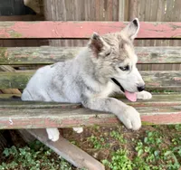 Boy 3, a male Siberian Husky for sale in Malta, IL – 4 of 4
