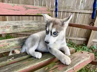 Girl 1, a female Siberian Husky for sale in Malta, IL – 2 of 3