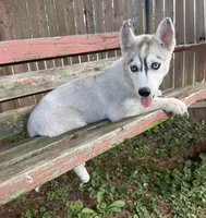 Girl 3, a female Siberian Husky for sale in Malta, IL – 3 of 3