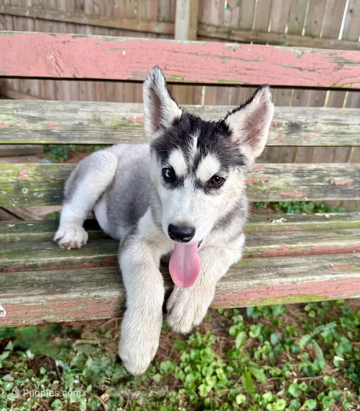 Boy 2 – Siberian Husky puppy for sale in Malta, IL