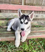 Boy 2, a male Siberian Husky for sale in Malta, IL – 1 of 3