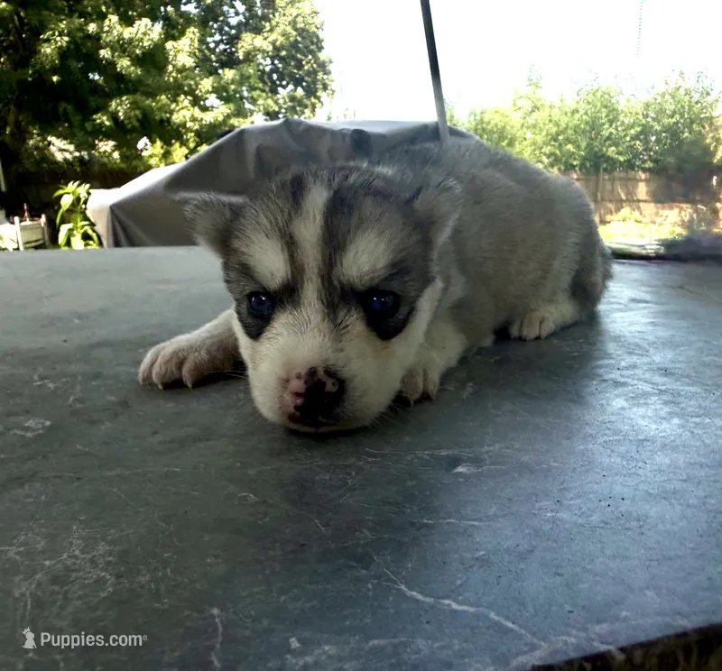 Girl 2 – Siberian Husky puppy for sale in Malta, IL