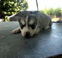 Girl 2, a female Siberian Husky for sale in Malta, IL – 1 of 3