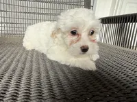 Girl 3, a female Maltipoo for sale in Malta, IL – 4 of 5