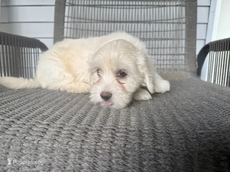 Girl 2 – Maltipoo puppy for sale in Malta, IL