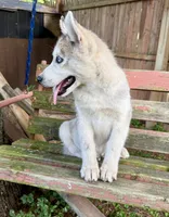 Boy 3, a male Siberian Husky for sale in Malta, IL – 2 of 4