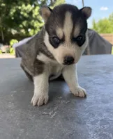 Boy 3, a male Siberian Husky for sale in Malta, IL – 3 of 3