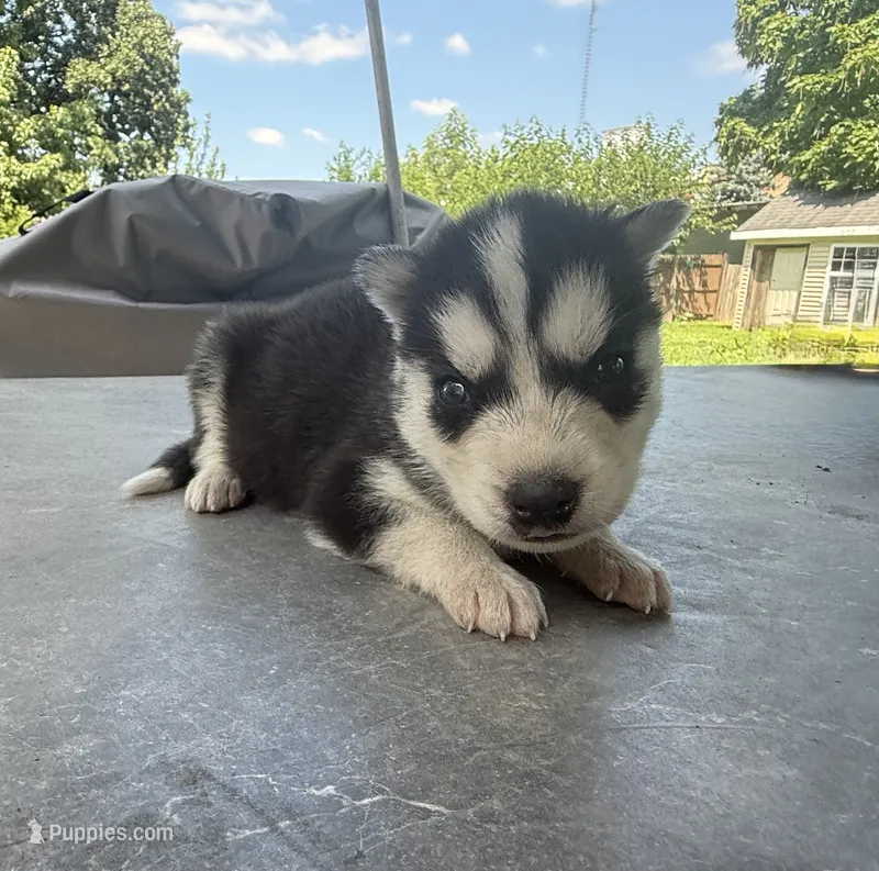 Boy 1 – Siberian Husky puppy for sale in Malta, IL