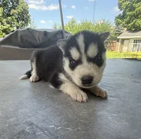 Boy 1, a male Siberian Husky for sale in Malta, IL – 1 of 3