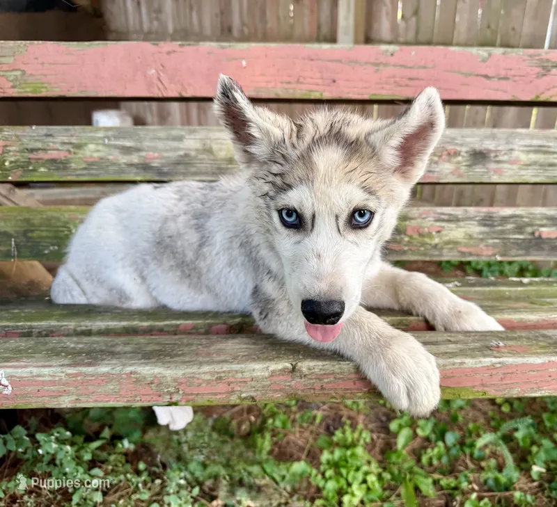 Boy 3 – Siberian Husky puppy for sale in Malta, IL