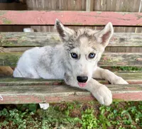Boy 3, a male Siberian Husky for sale in Malta, IL – 1 of 4