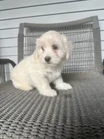 Girl 2, a female Maltipoo for sale in Malta, IL – 2 of 4