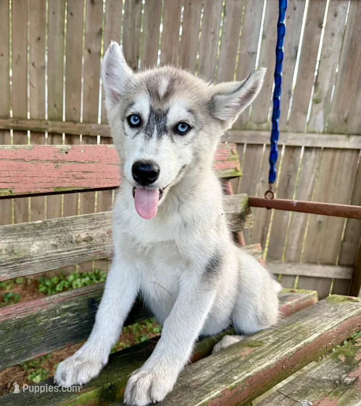 Girl 2 – Siberian Husky puppy for sale in Malta, IL