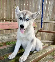 Girl 2, a female Siberian Husky for sale in Malta, IL – 1 of 3