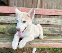 Boy 1, a male Siberian Husky for sale in Malta, IL – 3 of 3