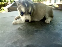 Girl 3, a female Siberian Husky for sale in Malta, IL – 2 of 3