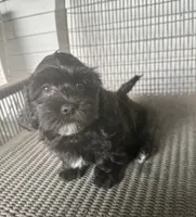 Boy 1, a male Maltipoo for sale in Malta, IL – 2 of 4