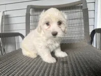 Girl 2, a female Maltipoo for sale in Malta, IL – 3 of 4