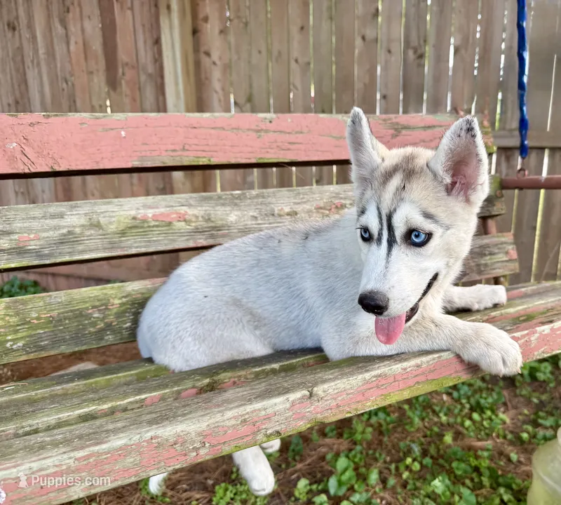 Girl 3 – Siberian Husky puppy for sale in Malta, IL