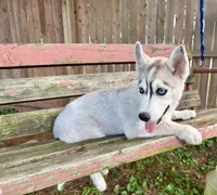 Girl 3, a female Siberian Husky for sale in Malta, IL – 1 of 3