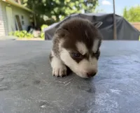 Boy 2, a male Siberian Husky for sale in Malta, IL – 3 of 3