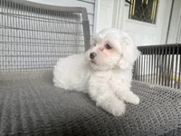 Girl 3, a female Maltipoo for sale in Malta, IL – 5 of 5