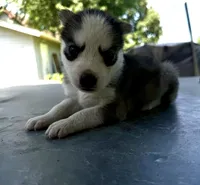 Girl 4, a female Siberian Husky for sale in Malta, IL – 4 of 4