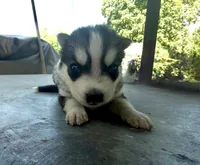 Girl 1, a female Siberian Husky for sale in Malta, IL – 2 of 2