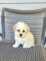 Girl 1, a female Bichpoo and Poochon for sale in Malta, IL – 3 of 4
