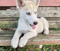 Boy 1, a male Siberian Husky for sale in Malta, IL – 1 of 3