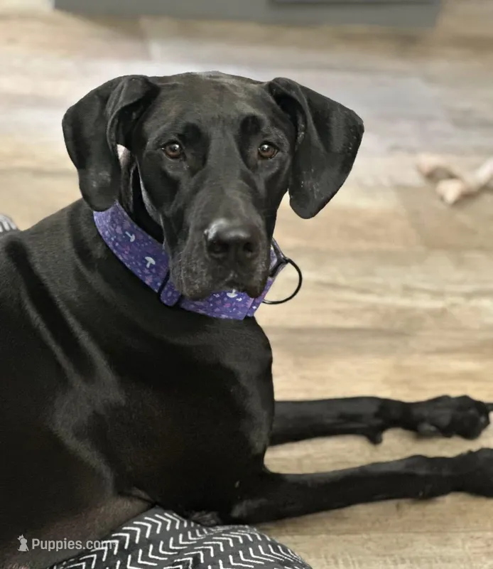 Remy – Great Dane puppy for sale in Indianapolis, IN