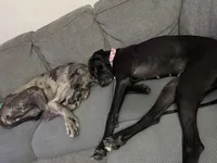 Remy, a female Great Dane for sale in Indianapolis, IN – Photo 3 of 3