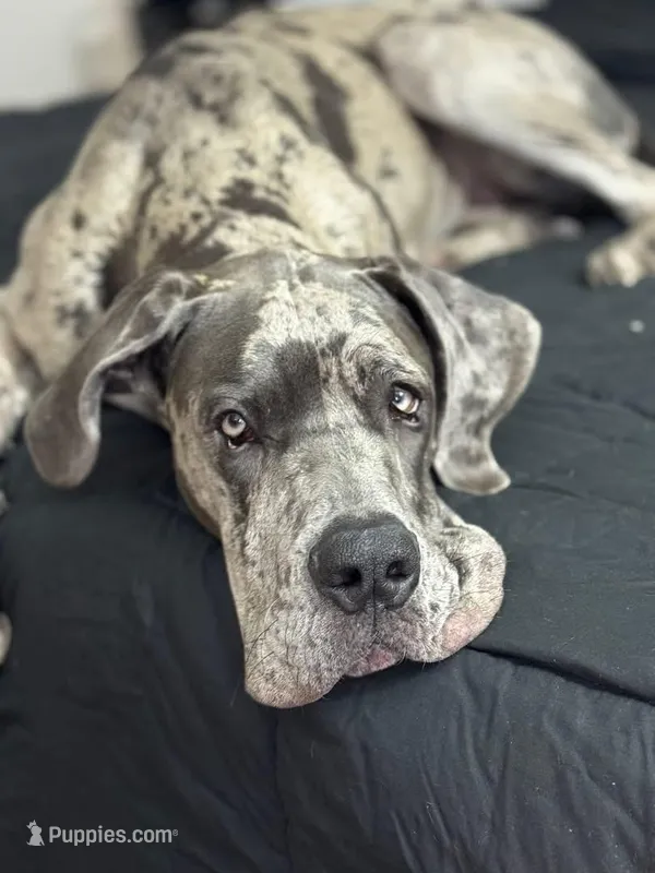 Harlow  – Great Dane puppy for sale in Indianapolis, IN