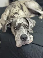 Harlow , a female Great Dane for sale in Indianapolis, IN – Photo 1 of 3
