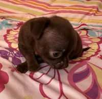 Tiny Chocolate Drop AKC , a female Chihuahua for sale in Trenton, FL – Photo 6 of 8