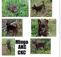 Tiny Chocolate Drop AKC , a female Chihuahua for sale in Trenton, FL – Photo 7 of 8