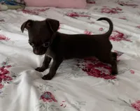 Tiny Chocolate Drop AKC , a female Chihuahua for sale in Trenton, FL – Photo 3 of 8