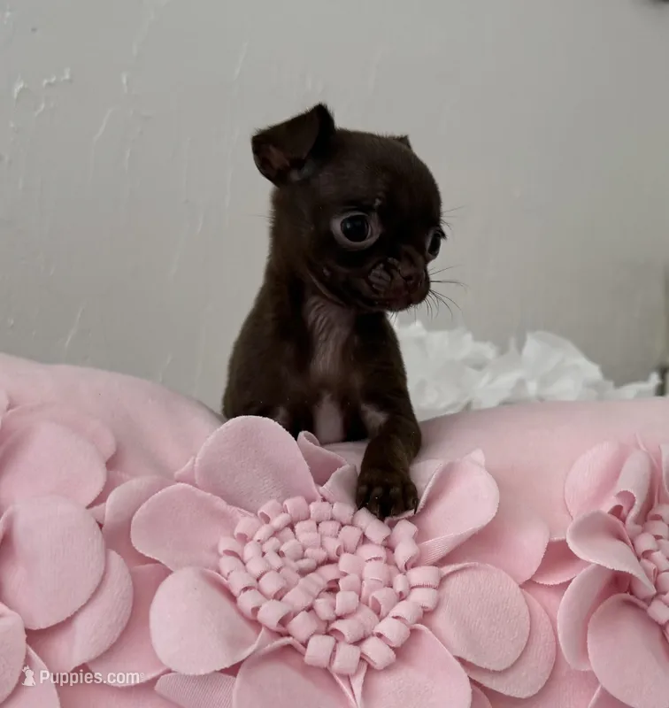 Tiny Chocolate Drop AKC 