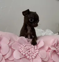 Tiny Chocolate Drop AKC , a female Chihuahua for sale in Trenton, FL – Photo 1 of 8