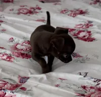 Tiny Chocolate Drop AKC , a female Chihuahua for sale in Trenton, FL – Photo 2 of 8