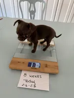 Tiny Chocolate Drop AKC , a female Chihuahua for sale in Trenton, FL – Photo 5 of 8